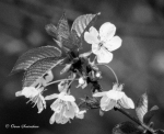 Buckthorn Blossom